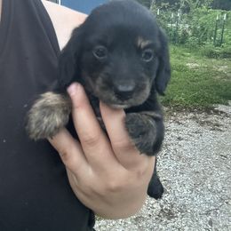 Dachshund Puppies from Krazy Acre Farm