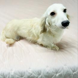Marsha nickname Snow’s Wynter - Dachshund