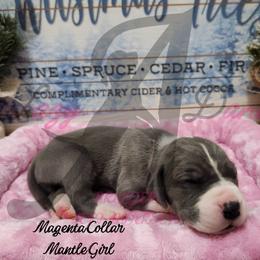 Magenta Collar Girl - Blue and white female Great Dane puppy in Longview, Texas from Lazy A Danes