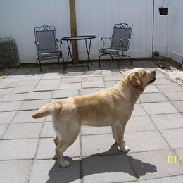 Labrador Retriever Puppies from Bogs Edge Labradors