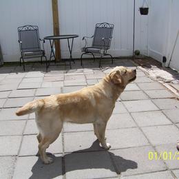 Labrador Retriever Puppies from Bogs Edge Labradors