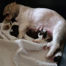 Shih Tzu puppies from D's DeVine Shih-Tzu
