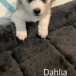 Siberian Husky Puppies from Husky Love and Pups