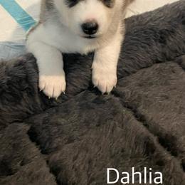 Siberian Husky Puppies from Husky Love and Pups