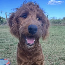 Goldendoodle Puppies from Doodles by Piper