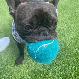 French Bulldog Puppies from Nuthin’ But Frenchies