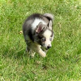 Luna Wolf Silver Mini - Silver and white female Pomsky puppy in Perkins, Oklahoma from A-Dream Pomsky Kennel