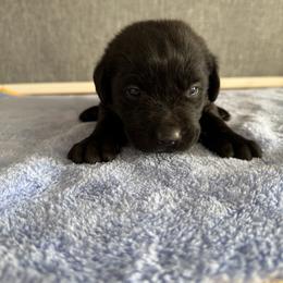 Tux - Black male Labrador Retriever puppy in Richfield, Utah from Stormy River Retrievers