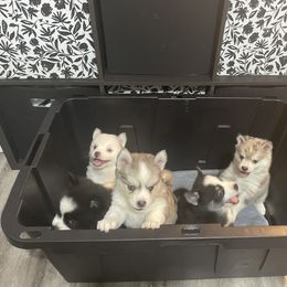 Pomsky Puppies from Pomskies 4 Dayz