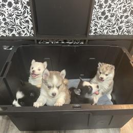 Pomsky Puppies from Pomskies 4 Dayz