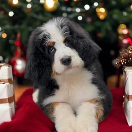 Birdie - Bernedoodle