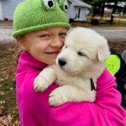 Martha Washington - Total of 4 Females - White female German Shepherd puppy in Medaryville, Indiana from PatriotPups.org