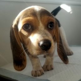 Stella - Black tan and white female Beagle puppy in Peculiar, Missouri from At home