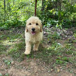 Boy 3 - Cream male Double Doodle puppy in Jonesborough, Tennessee from Dry Creek Siberians