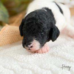 Harry F1b - Black and white male Cavapoo puppy in Wamego, Kansas from Doodles of Oz