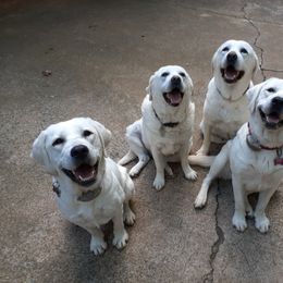 Labrador Retriever All Grown Up from Karen Powell