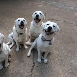 Labrador Retriever All Grown Up from Karen Powell