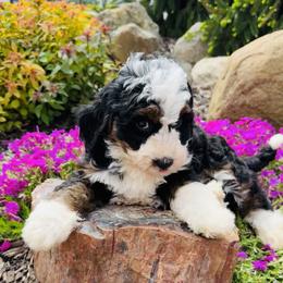 Bernedoodle and Pyredoodle Puppies from FDF Pyredoodles & Bernedoodles