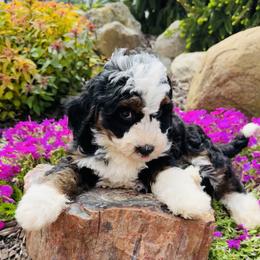 Bernedoodle and Pyredoodle Puppies from FDF Pyredoodles & Bernedoodles