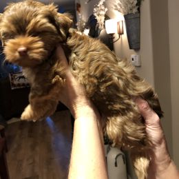 Yorkshire Terrier Puppies from Happy Days Acres and Yorkies