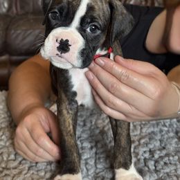 Red collar flashy brindle male - Brindle male Boxer puppy in Coal Valley, Illinois from Charron Boxers