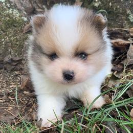 Sable Parti Merle male - Chocolate parti male Pomeranian puppy in Gadsden, Alabama from Rich Cat’s