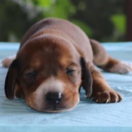 Puppy A Family Raised Purebred Genetically DNA Tested Parents - Sable male Dachshund puppy in Haines City, Florida from Divine Dachshunds
