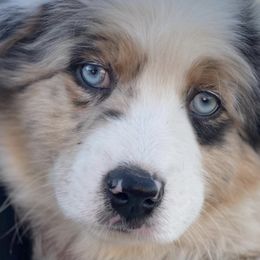 Miniature Australian Shepherds from HJG Mini Aussies