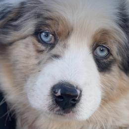 Miniature Australian Shepherds from HJG Mini Aussies