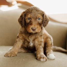 Willie Nelson - Sable male Goldendoodle puppy in Hiddenite, North Carolina from Rose and Reid Doodles