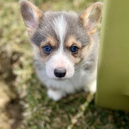 Australian Shepherd, Lagotto Romagnolo, and Pembroke Welsh Corgi Puppies from SS Australian Shepherds