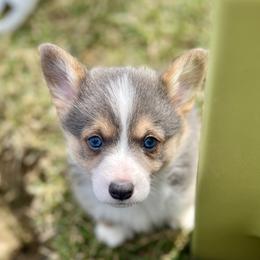 Australian Shepherd, Lagotto Romagnolo, and Pembroke Welsh Corgi Puppies from SS Australian Shepherds