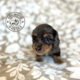 Coconut - Dapple male Dachshund puppy in Monroe, North Carolina from Dogwood Doxies