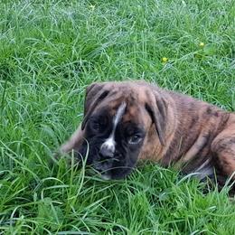Light brindle boy - Brindle male Boxer puppy in Pikeville, Kentucky from Boxers of Whispered Wishes