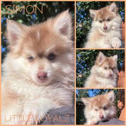 Simon - Red and white male Pomsky puppy in San Jacinto, California from LittleLoyalz