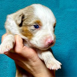 Boy 1 - Red merle Miniature American Shepherd puppy in Ava, Missouri from Blue Blood Mini Aussies