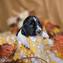 Viserys - Black and white male Basset Hound puppy in Valley, Washington from Enchanted Valley Paws