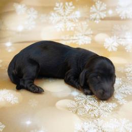 STORM - AKC Full Import Bloodline - Black and tan male Dachshund puppy in Graceville, Florida from Misty's 101 Doxies