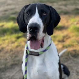 Great Dane All Grown Up from Evergreen Danes
