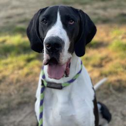 Great Dane All Grown Up from Evergreen Danes