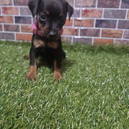 Evy - Black and tan female Miniature Pinscher puppy in Baton Rouge, Louisiana from Pike's Pups