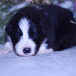 Churchill - Black tri-color male Australian Shepherd puppy in Easton, Missouri from MMA Kennel