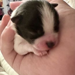 Olaf - Black parti male Pomeranian puppy in Springfield, Missouri from Hope Mountain Pomeranians