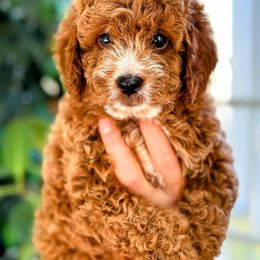 Cavapoo Puppies from Carolina Springs Breeding