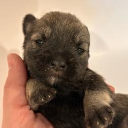 Jasper - Wheaten male Miniature Schnauzer puppy in Lebanon, Oregon from LJ Mini Schnauzers
