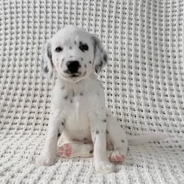 Aphrodite - LUA long coat - White and black female Dalmatian puppy in Jefferson, Georgia from Spotted Jewels Dalmatians