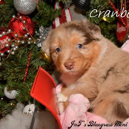 Miniature Australian Shepherd Puppies from JnT's Bluegrass Mini Aussies