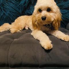 Calvin - Cavapoo