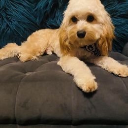 Calvin - Cavapoo