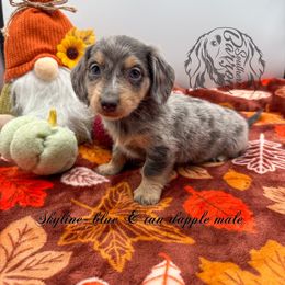 Skyline - Dapple male Dachshund puppy in Prairieville, Louisiana from Southern Barron Danes & Dachshunds